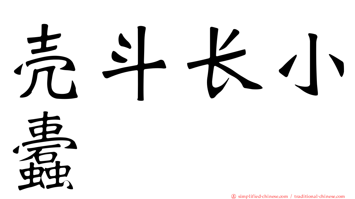 壳斗长小蠹