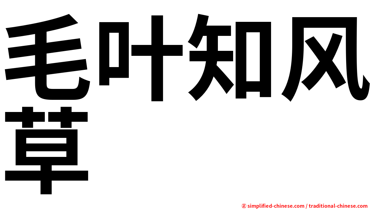 毛叶知风草