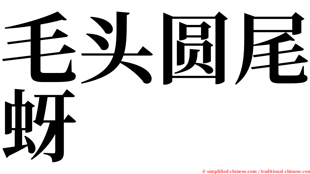 毛头圆尾蚜 serif font