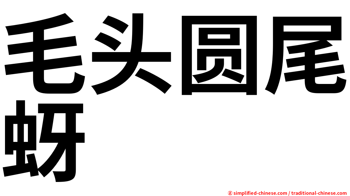 毛头圆尾蚜