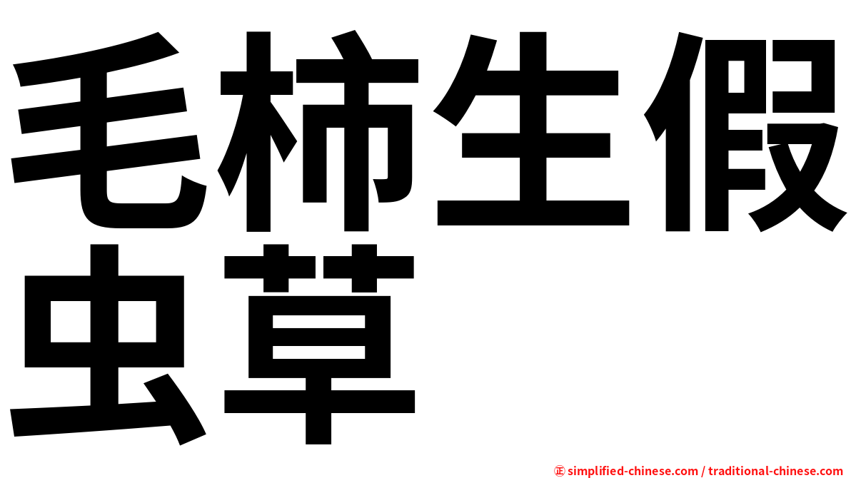 毛柿生假虫草