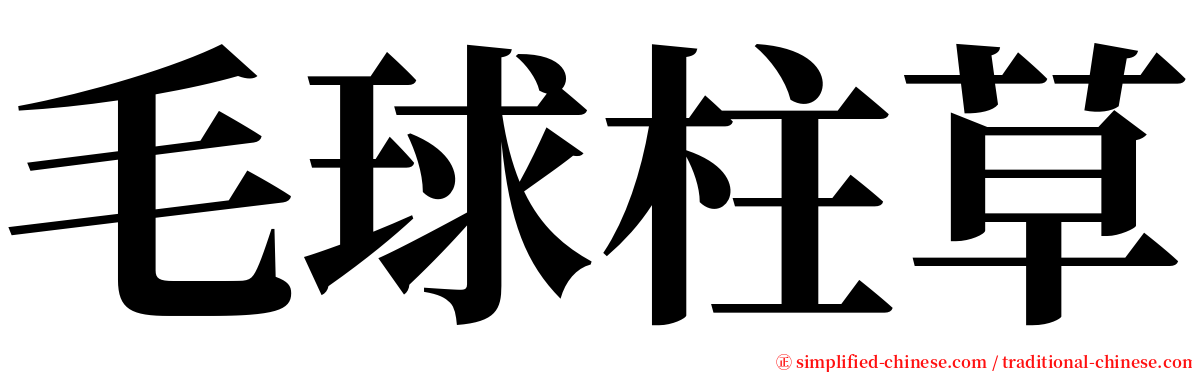 毛球柱草 serif font