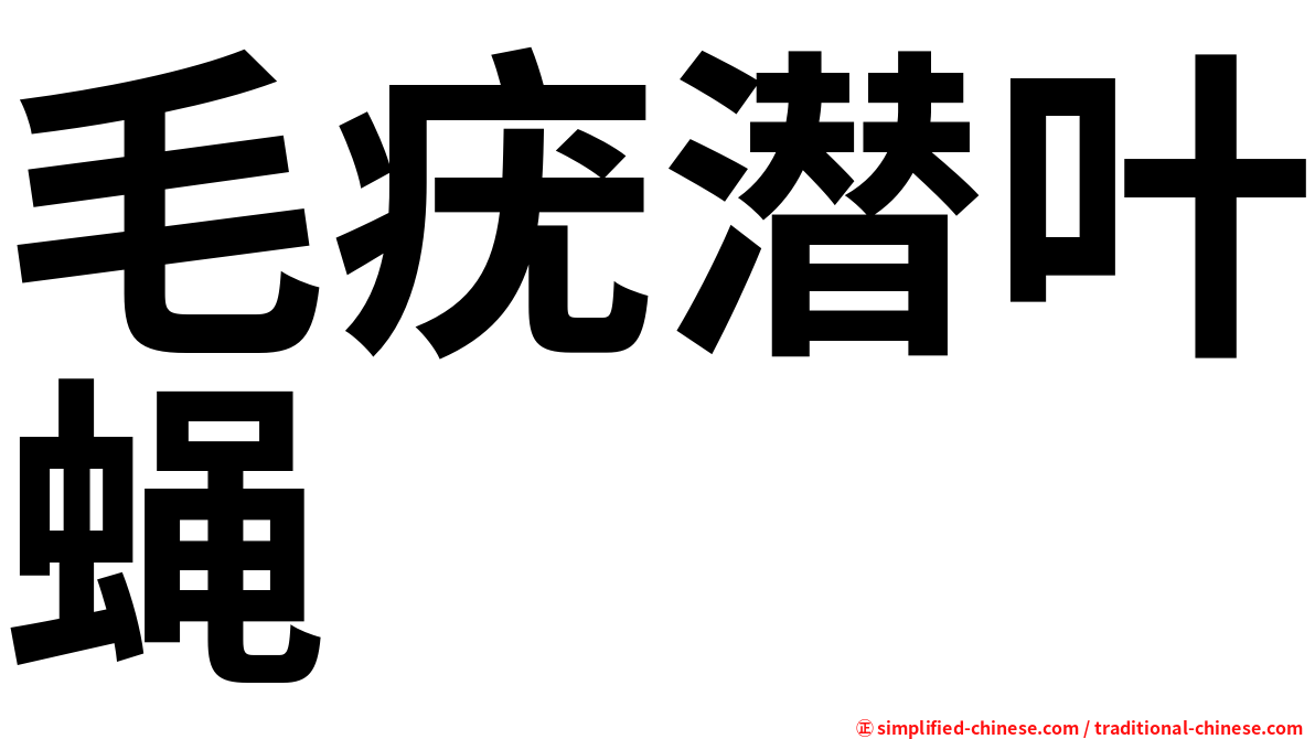 毛疣潜叶蝇