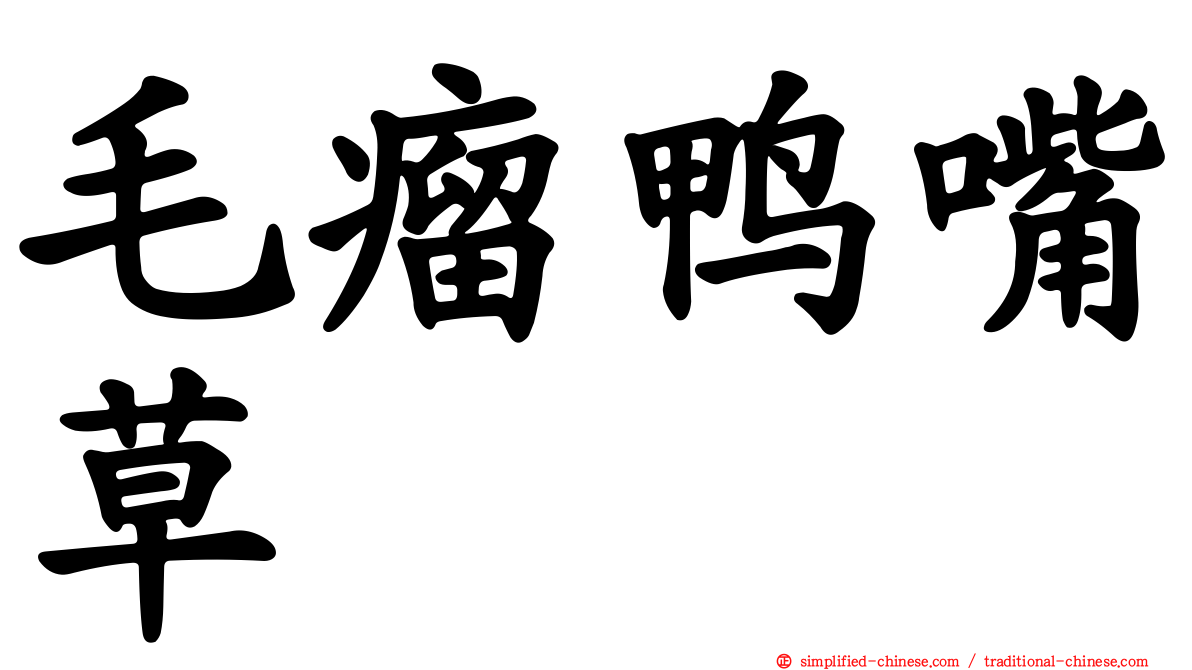 毛瘤鸭嘴草