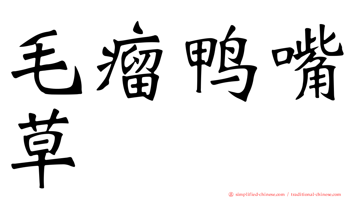 毛瘤鸭嘴草