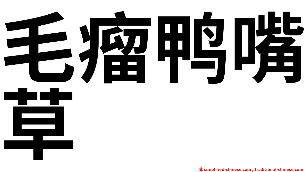 毛瘤鸭嘴草
