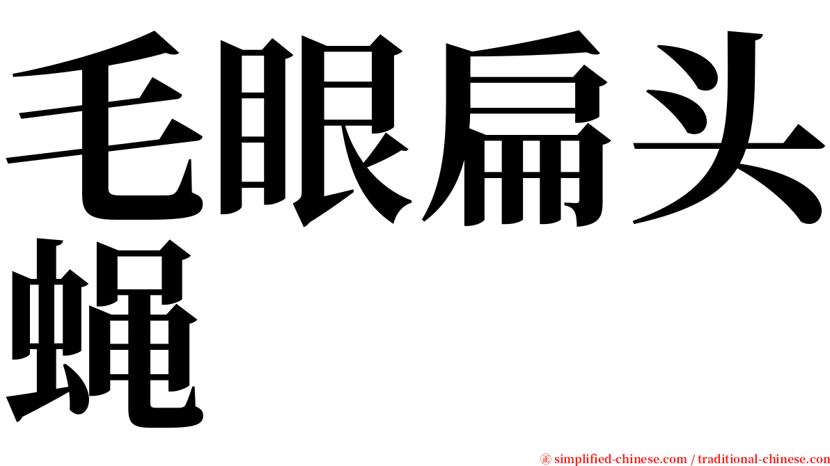 毛眼扁头蝇 serif font