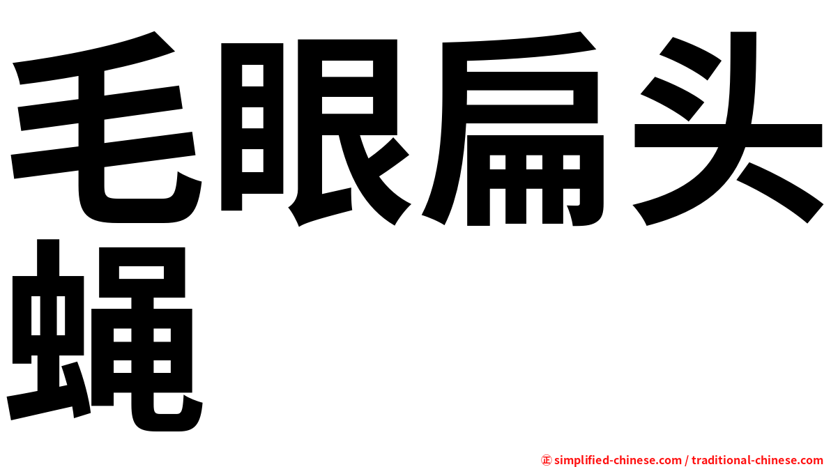 毛眼扁头蝇