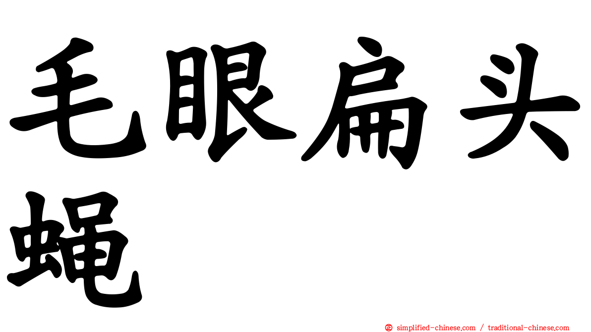 毛眼扁头蝇