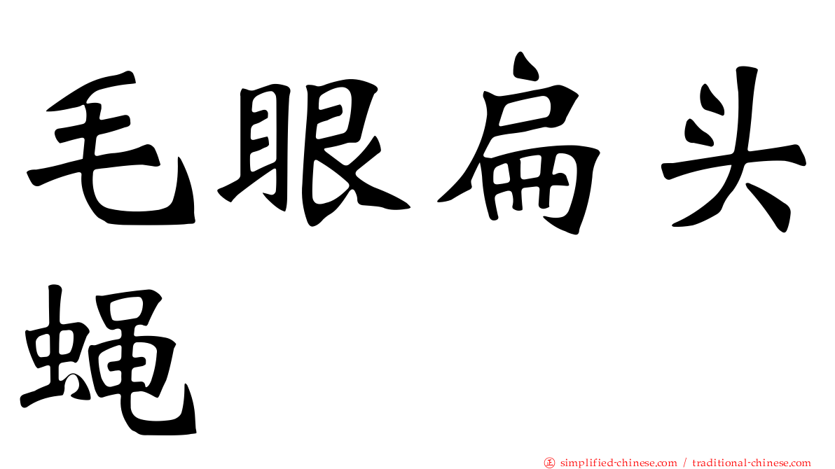 毛眼扁头蝇