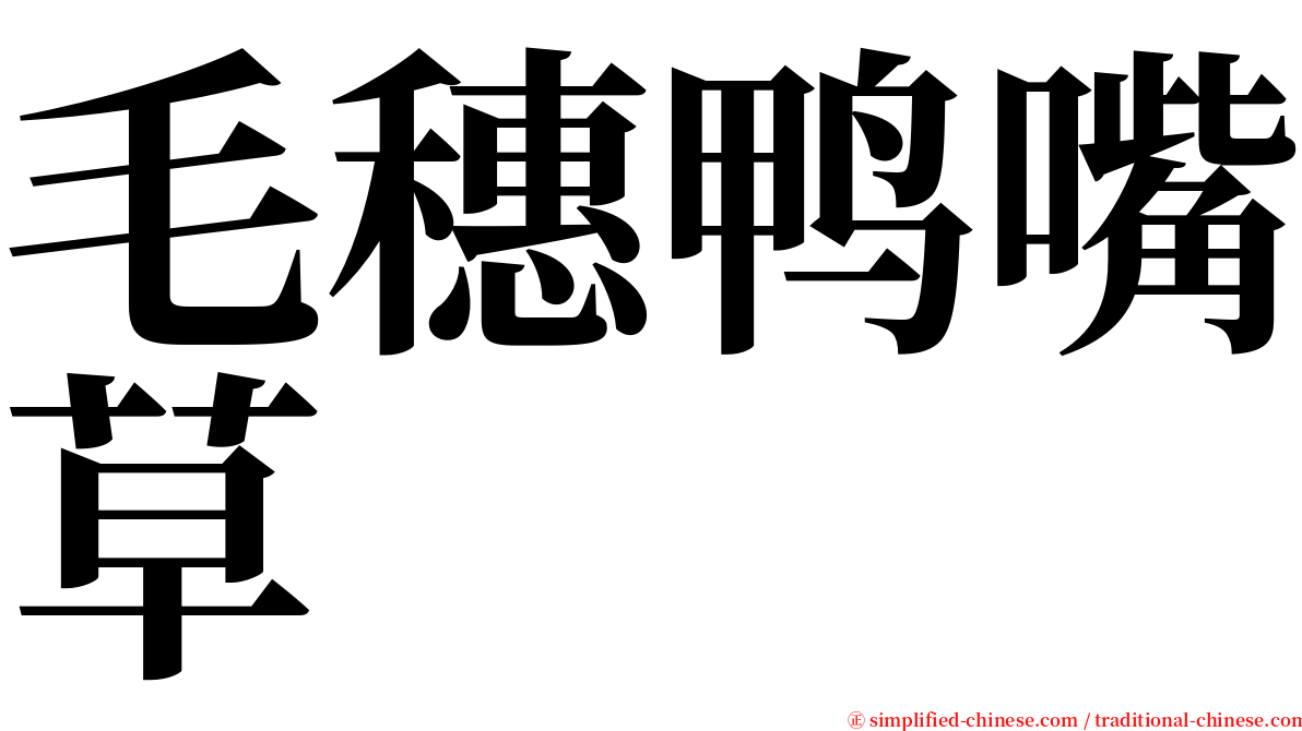 毛穗鸭嘴草 serif font