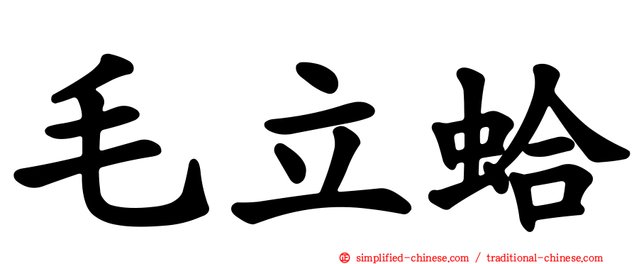 毛立蛤