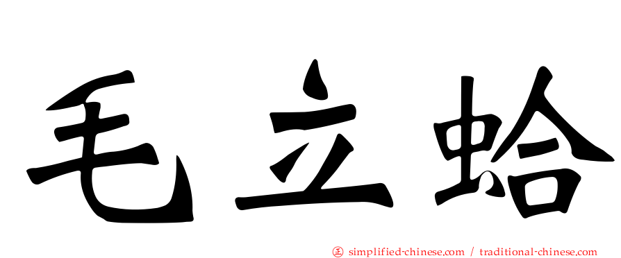 毛立蛤
