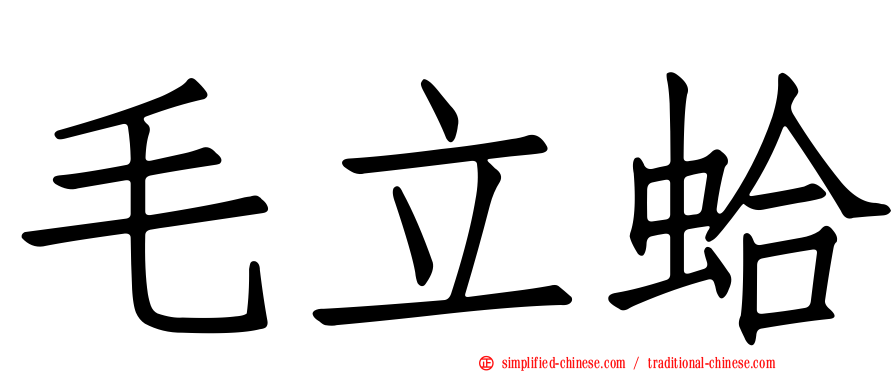 毛立蛤