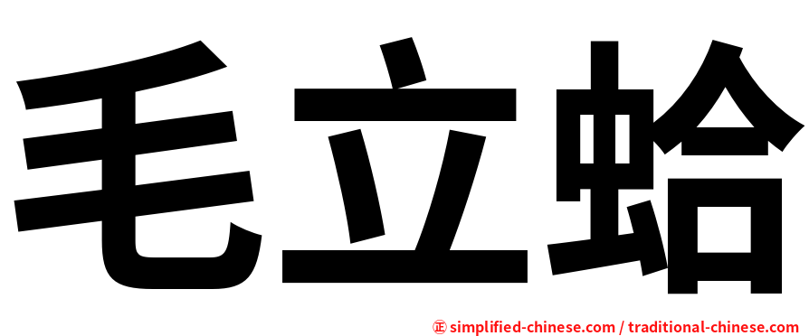 毛立蛤