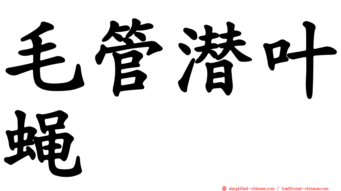 毛管潜叶蝇