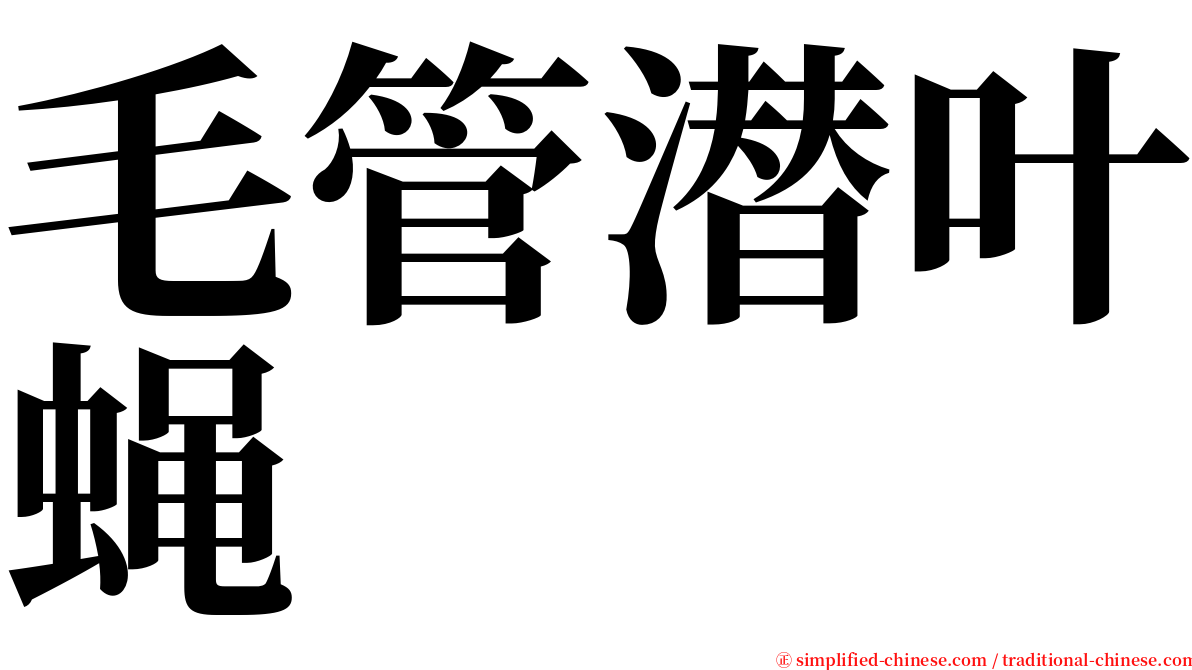 毛管潜叶蝇 serif font