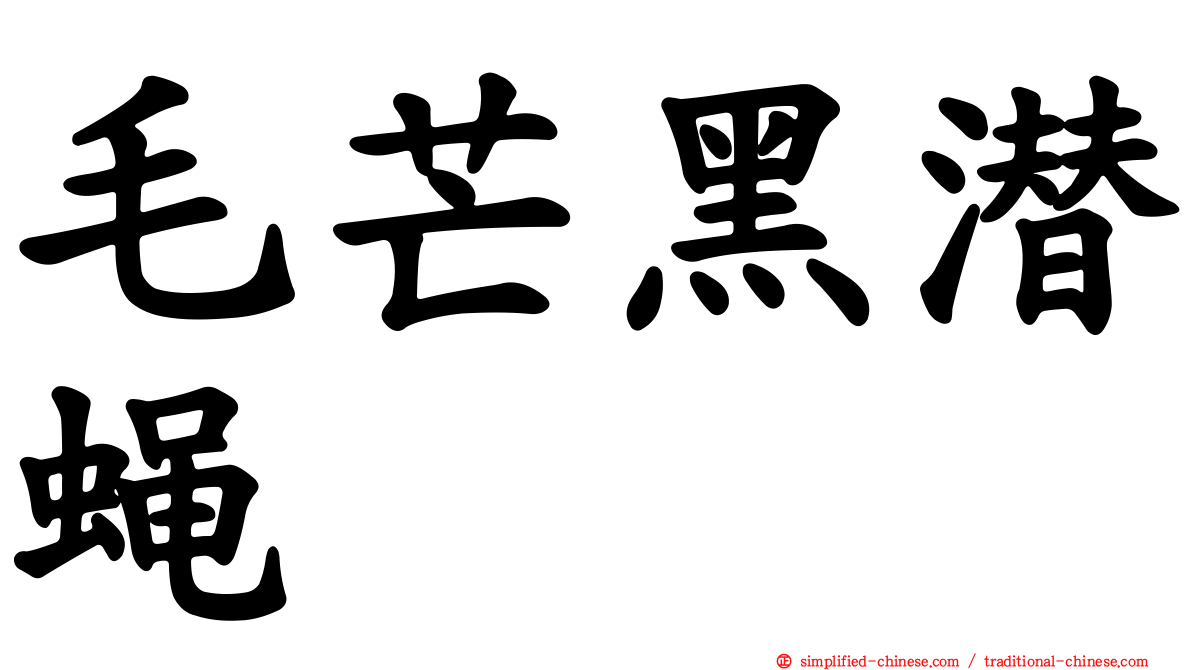 毛芒黑潜蝇