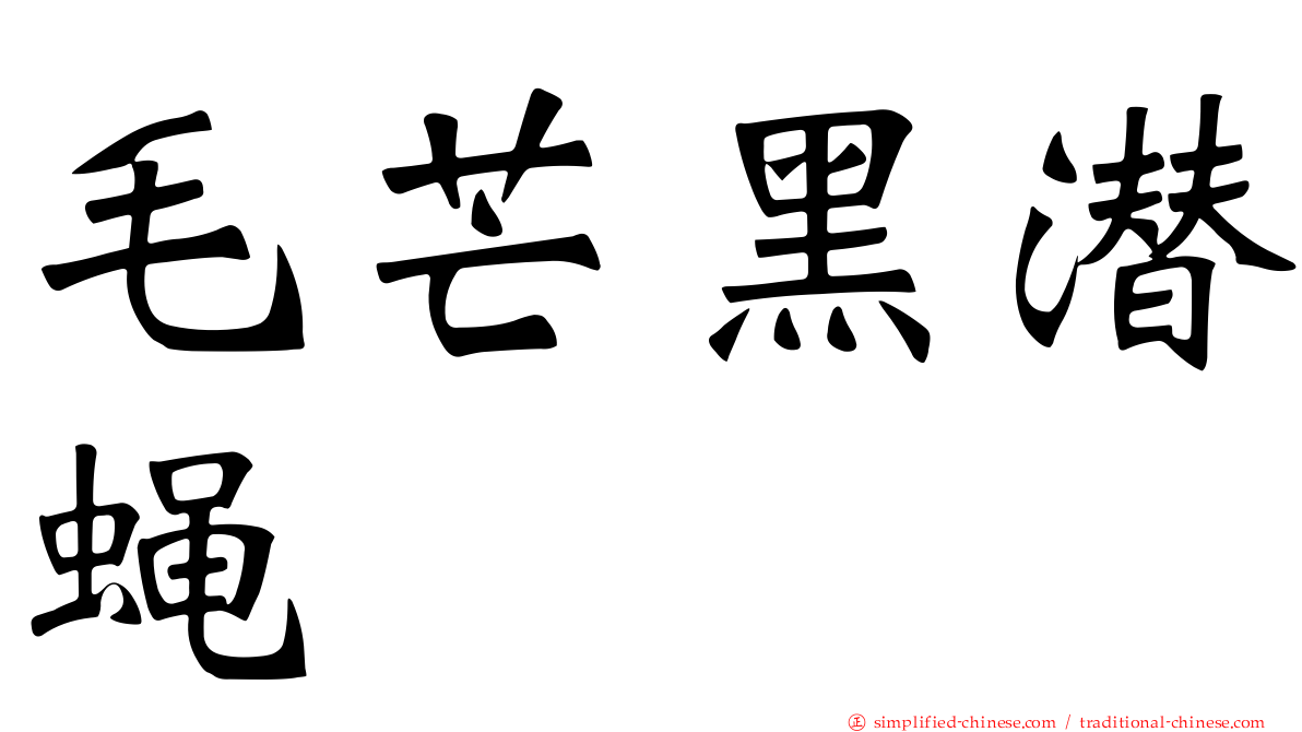 毛芒黑潜蝇