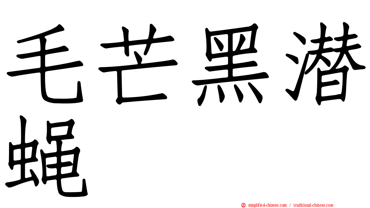 毛芒黑潜蝇
