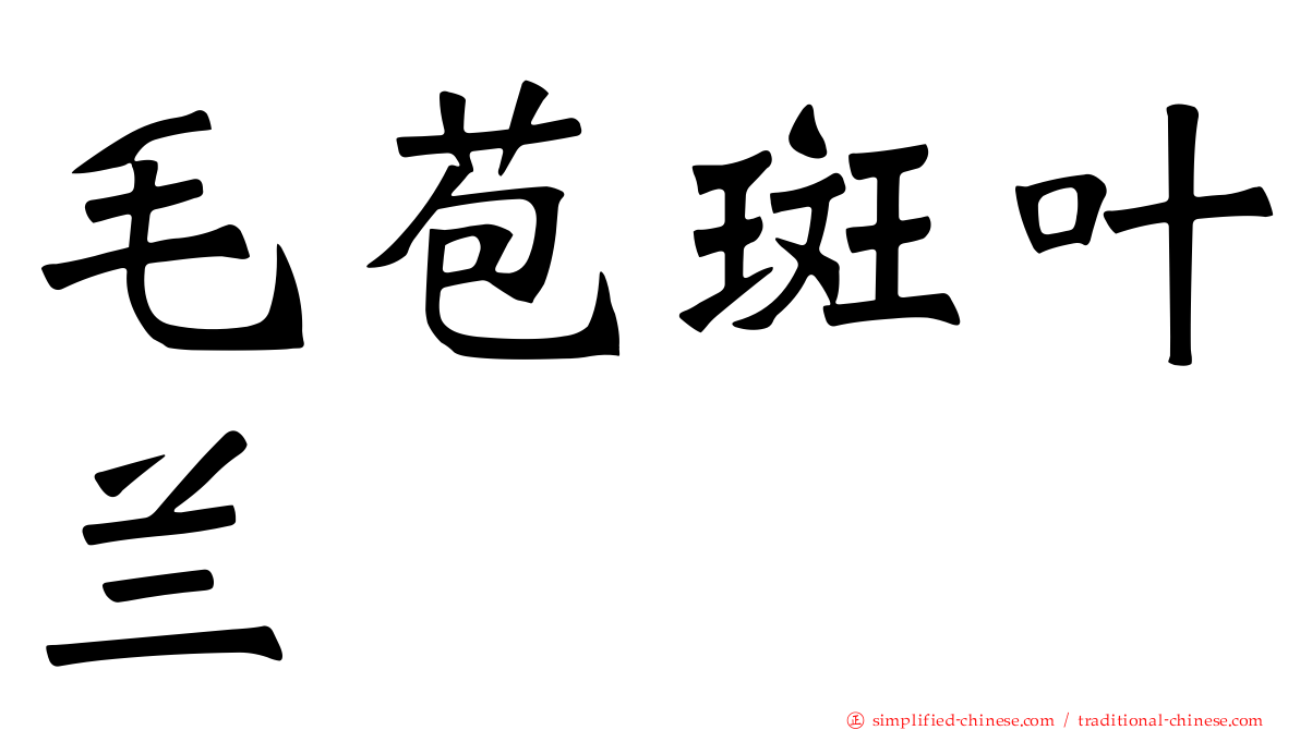 毛苞斑叶兰