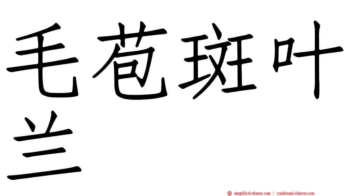 毛苞斑叶兰