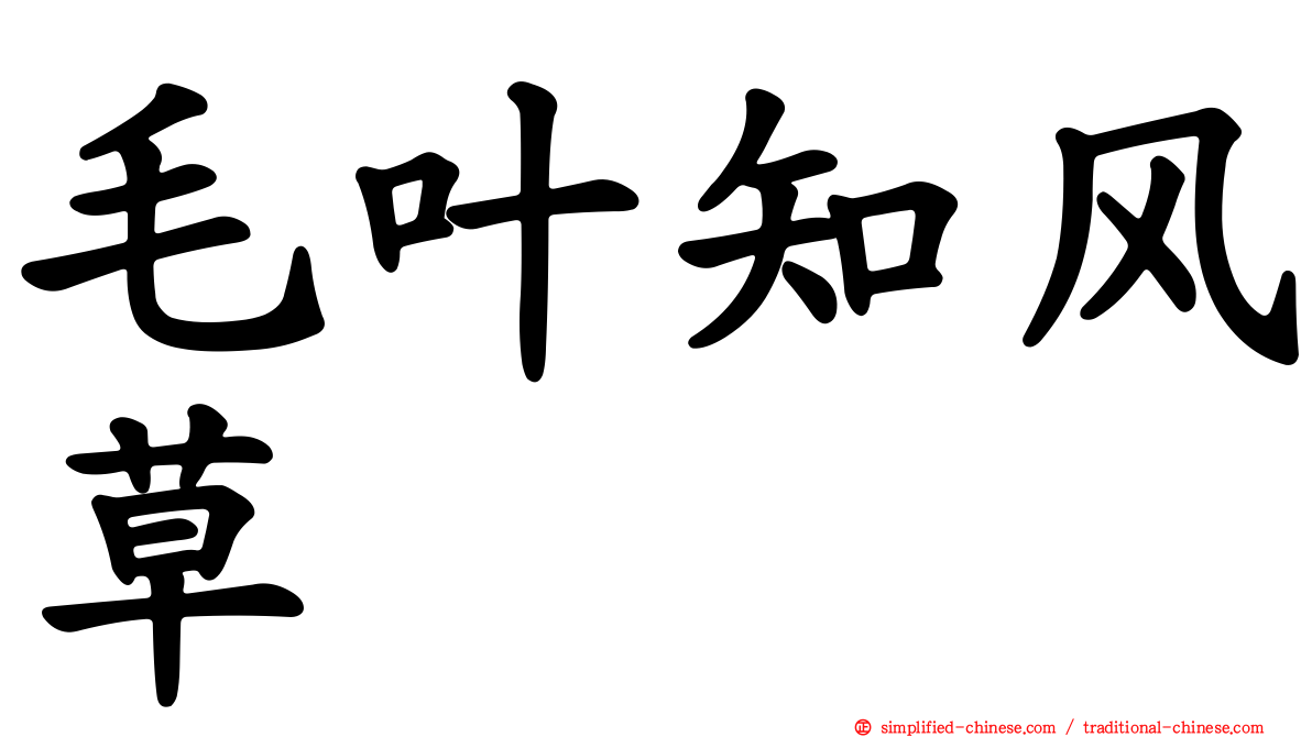 毛叶知风草