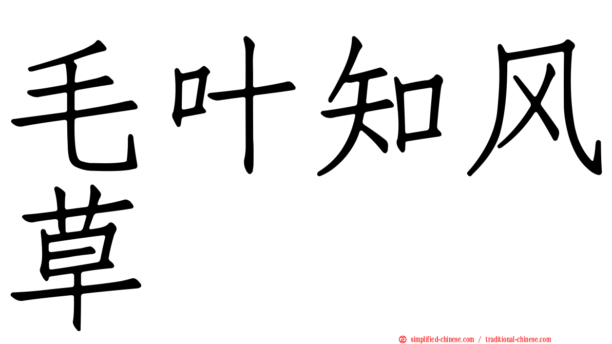 毛叶知风草