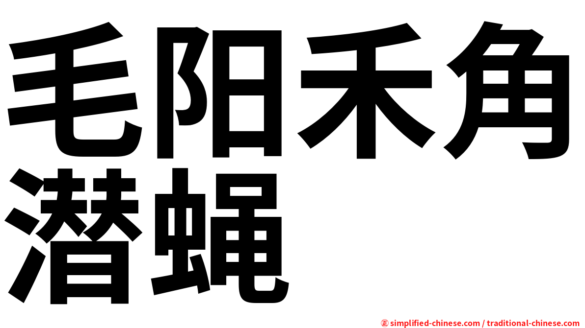 毛阳禾角潜蝇