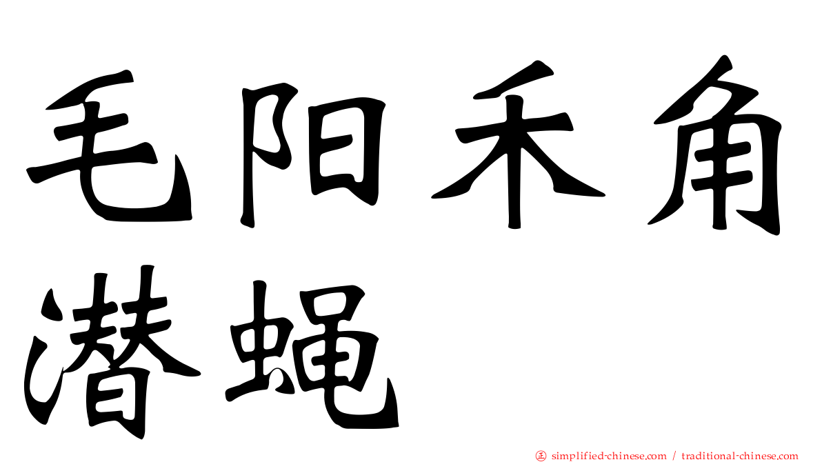 毛阳禾角潜蝇