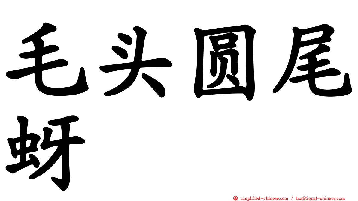 毛头圆尾蚜