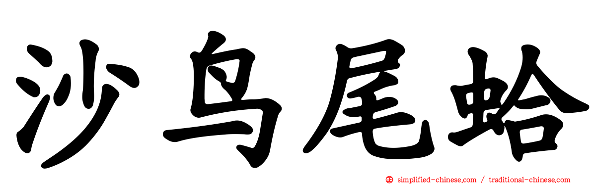 沙鸟尾蛤