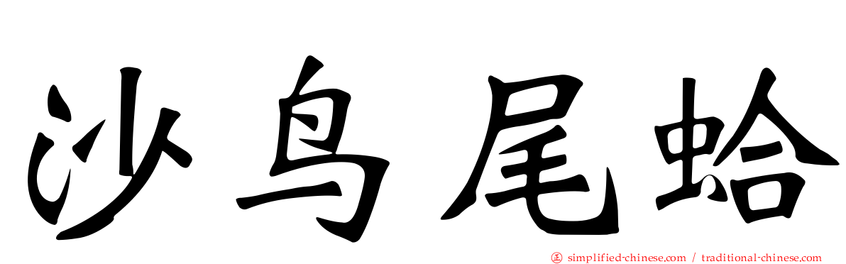 沙鸟尾蛤