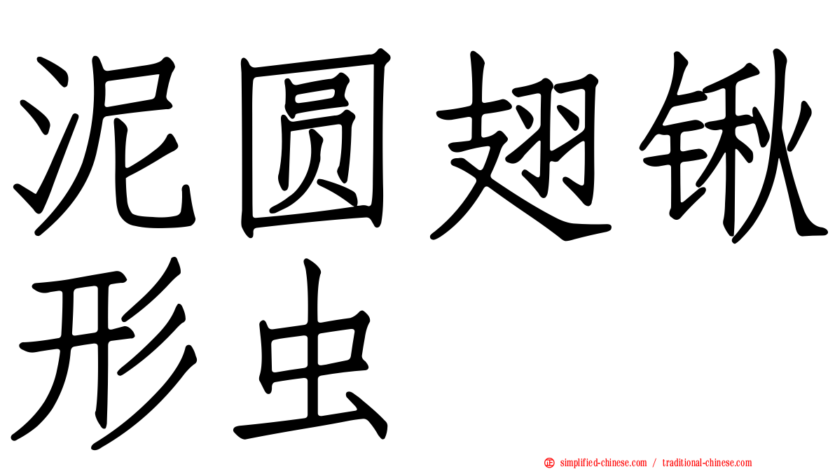 泥圆翅锹形虫