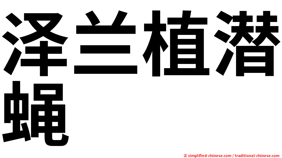 泽兰植潜蝇