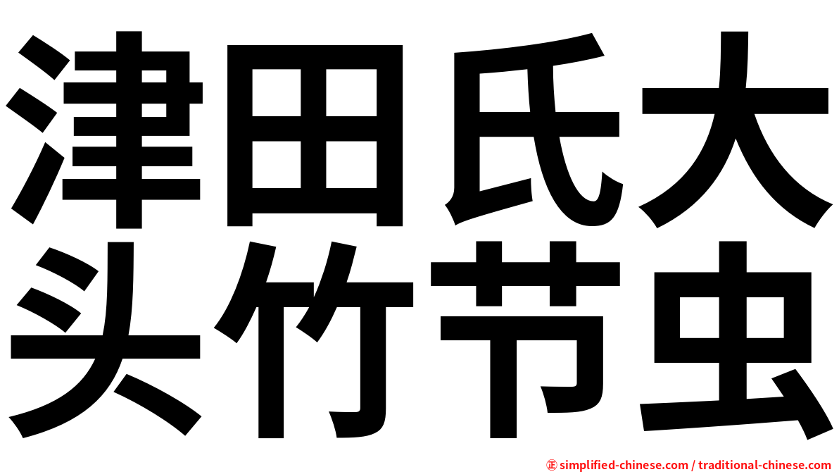 津田氏大头竹节虫