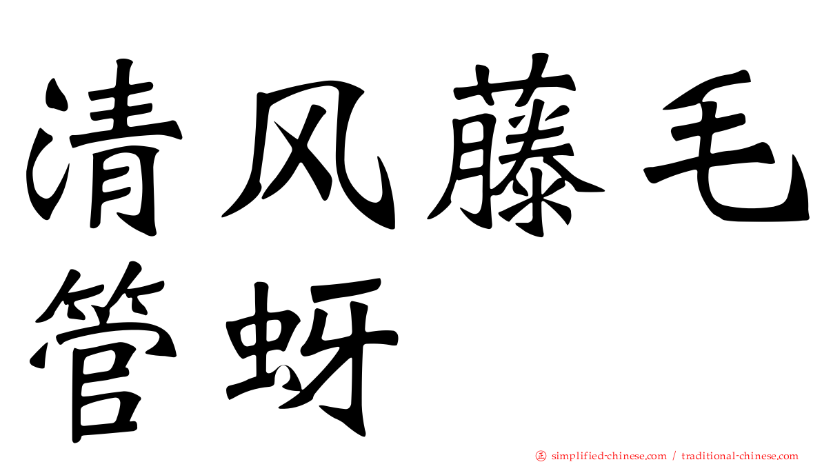 清风藤毛管蚜