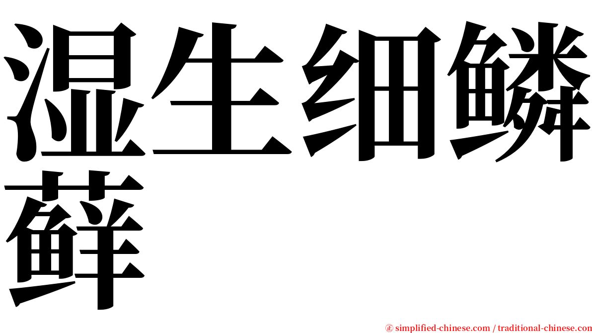 湿生细鳞藓 serif font
