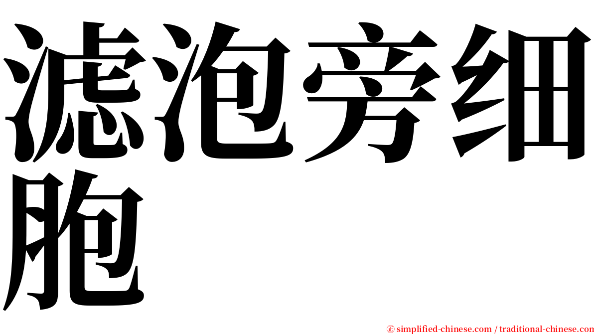 滤泡旁细胞 serif font
