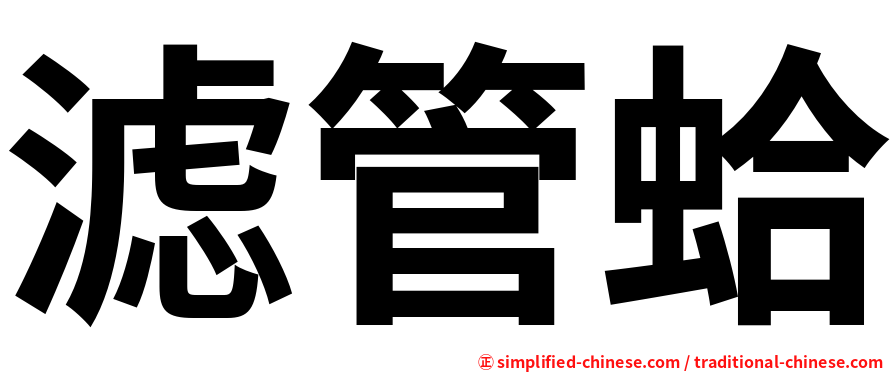 滤管蛤