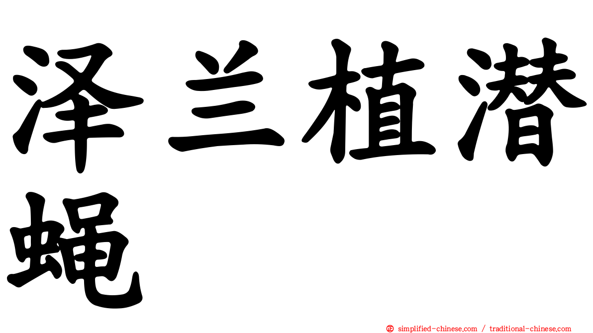 泽兰植潜蝇
