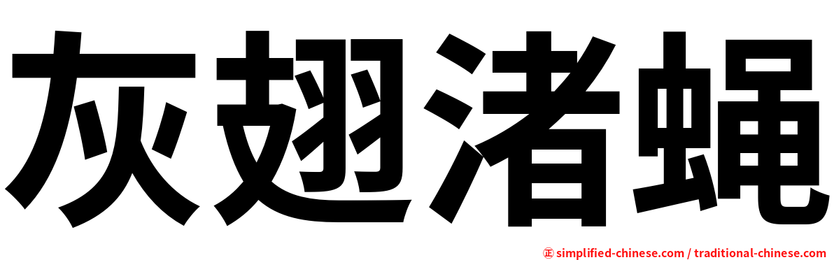 灰翅渚蝇