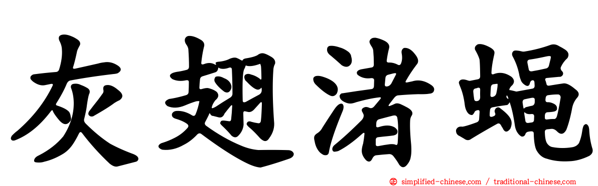 灰翅渚蝇