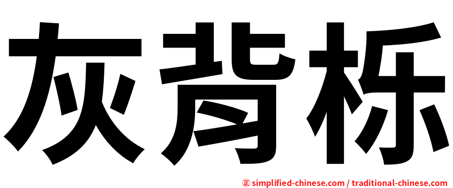 灰背栎