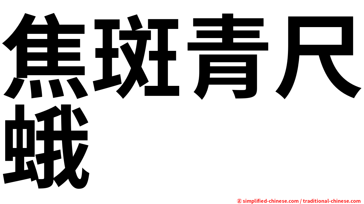 焦斑青尺蛾