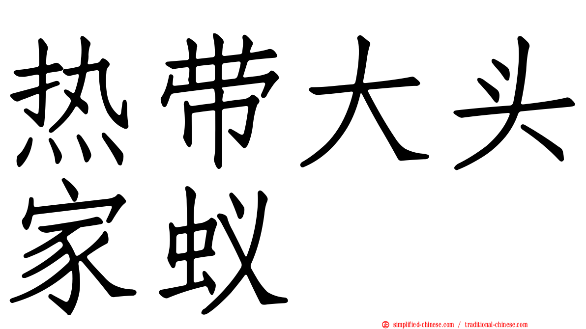 热带大头家蚁