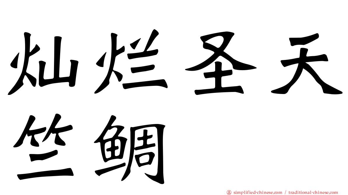 灿烂圣天竺鲷
