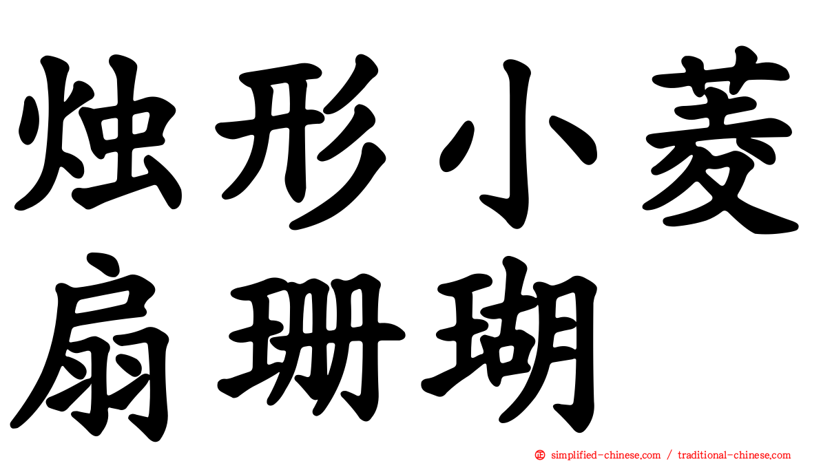 烛形小菱扇珊瑚