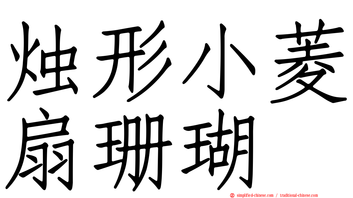 烛形小菱扇珊瑚