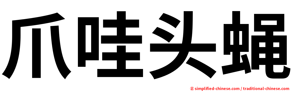 爪哇头蝇
